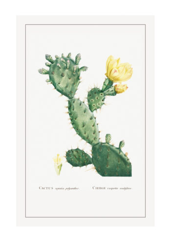 Poster Cactus Opunta - Kaktus Poster 1