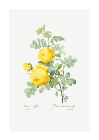 Poster Rosa Sulfur - Botanisch Poster 1