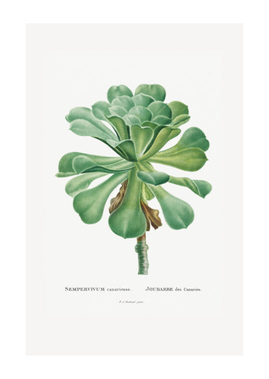 Poster Semper - Botanisch Poster 1