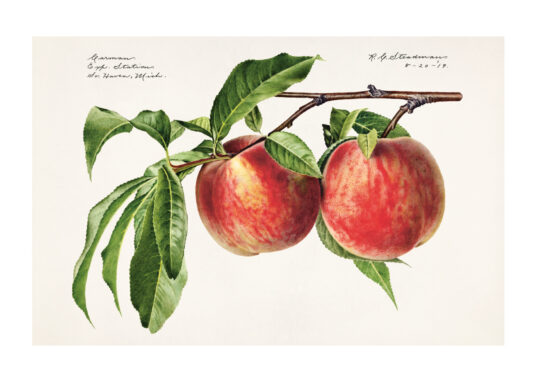 Poster Pfirsich - Botanisch Poster 1