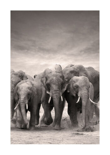 Poster Elefanten Poster 1